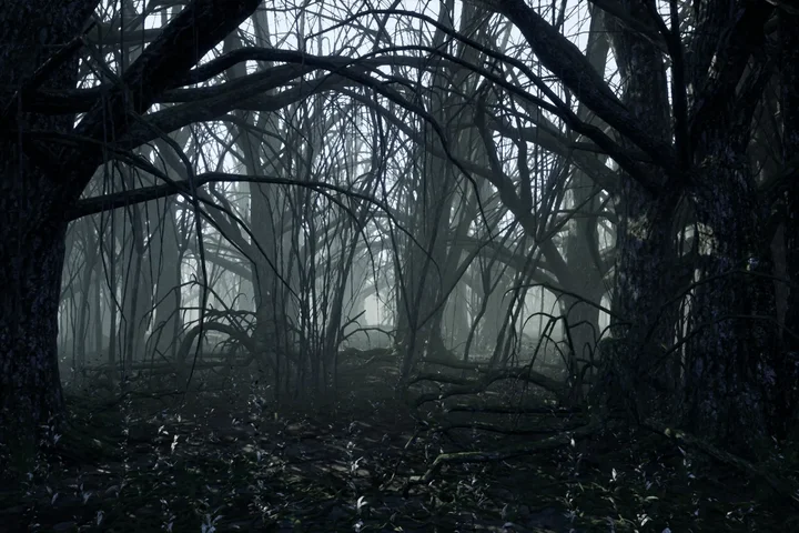 Dark Forest