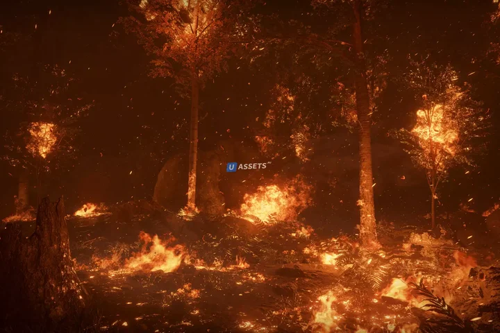 Forest Fire