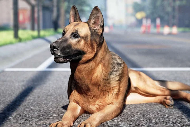 Animalia - German Shepherd