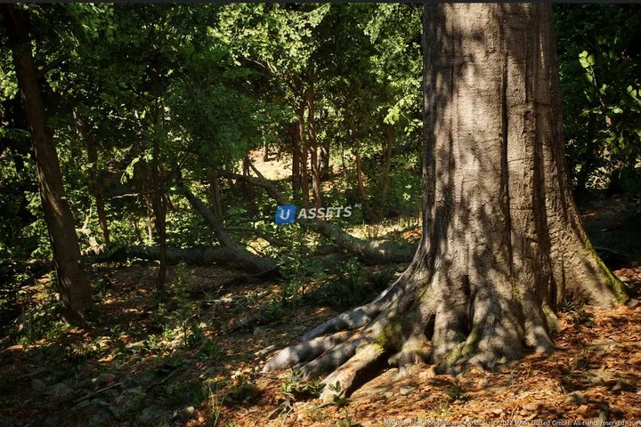 MW Broadleaf Tree Forest Biome UE5
