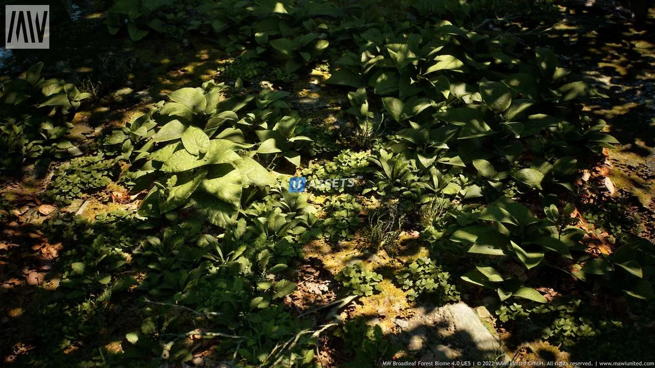 MW Broadleaf Tree Forest Biome UE5
