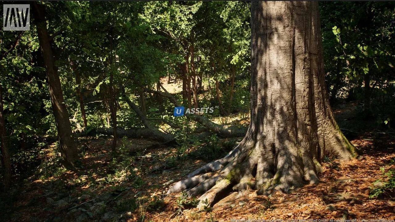 MW Broadleaf Tree Forest Biome UE5