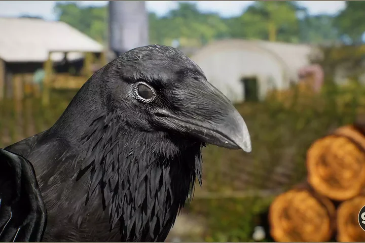 Animalia - Raven