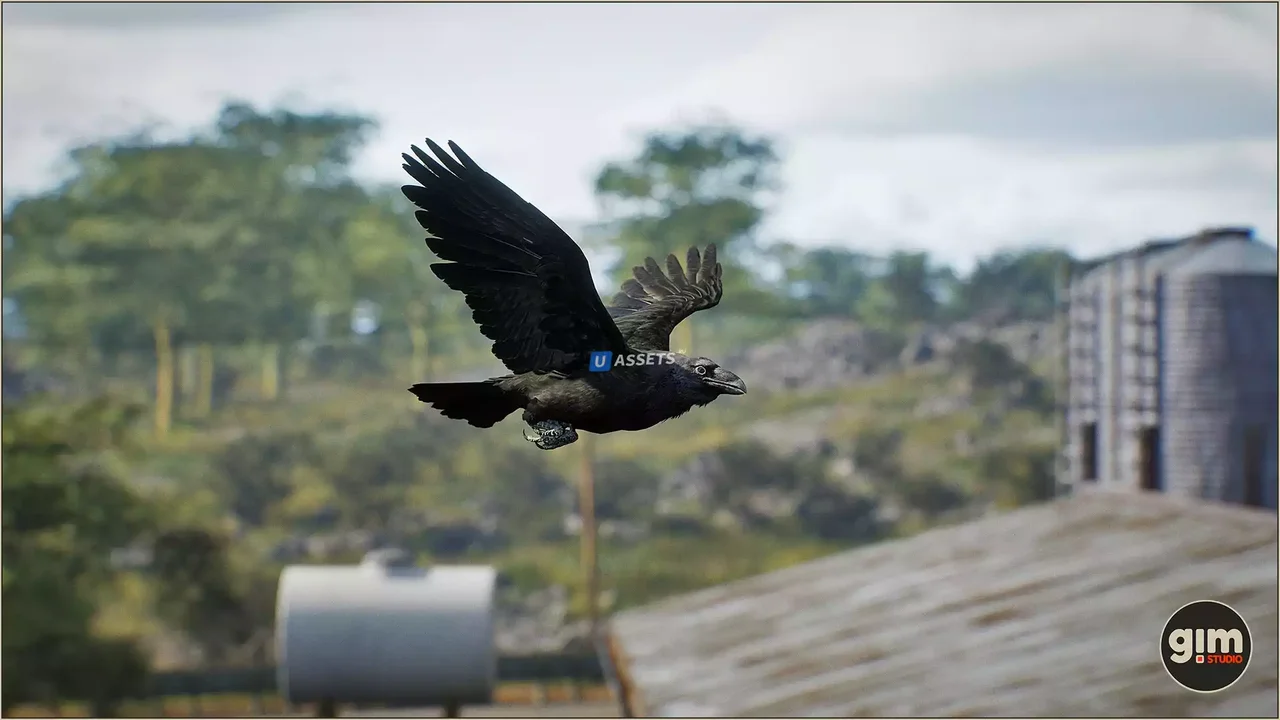 Animalia - Raven