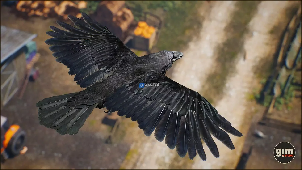 Animalia - Raven