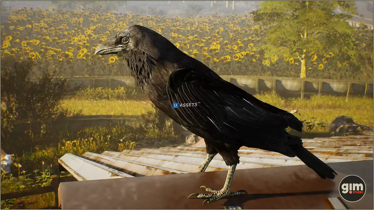 Animalia - Raven