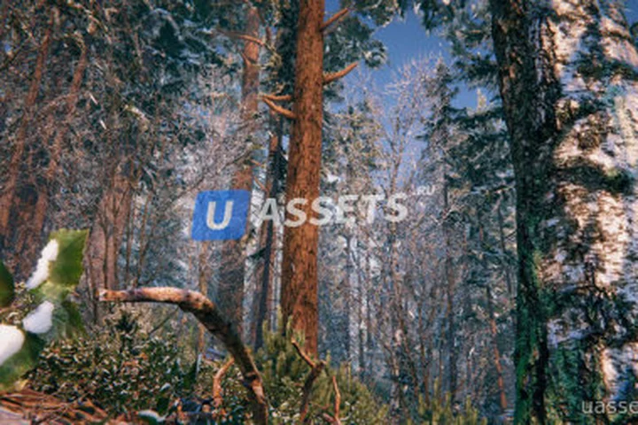 Winter Forest Environment