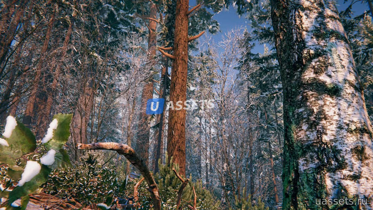 Winter Forest Environment