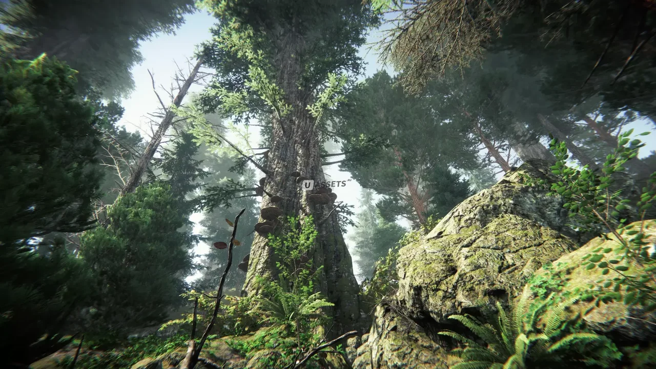 Coniferous Forest