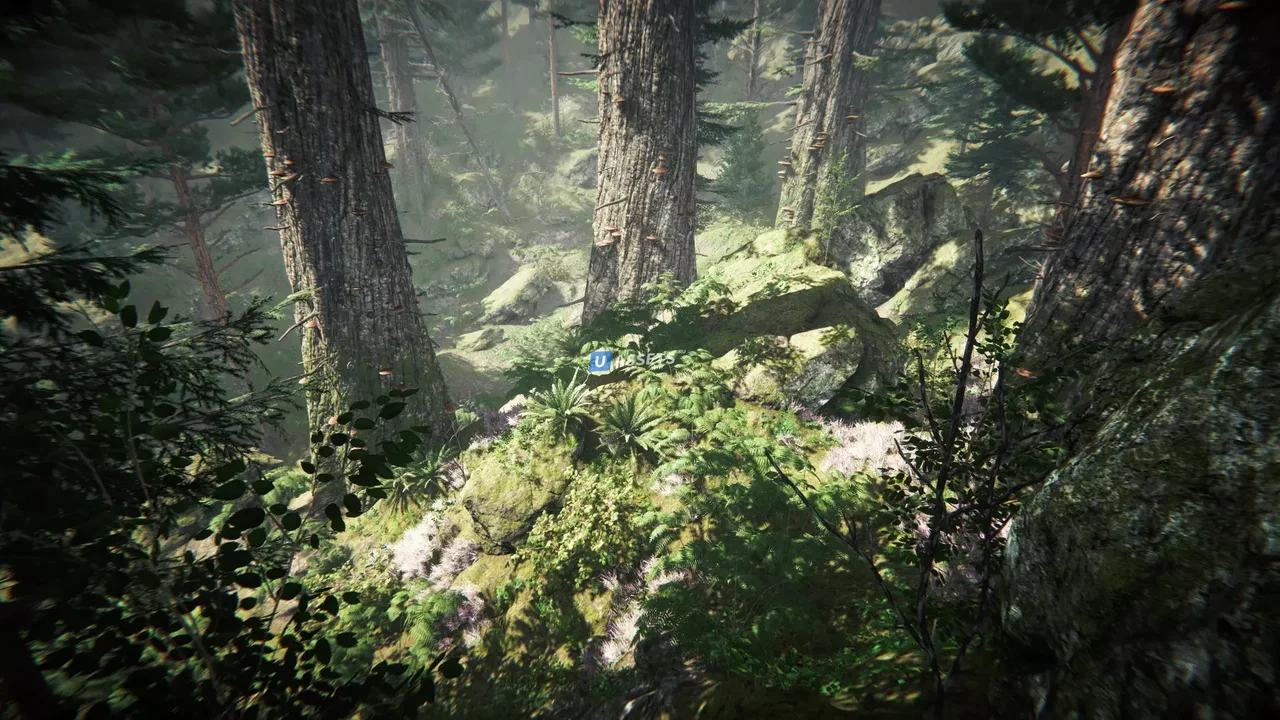 Coniferous Forest