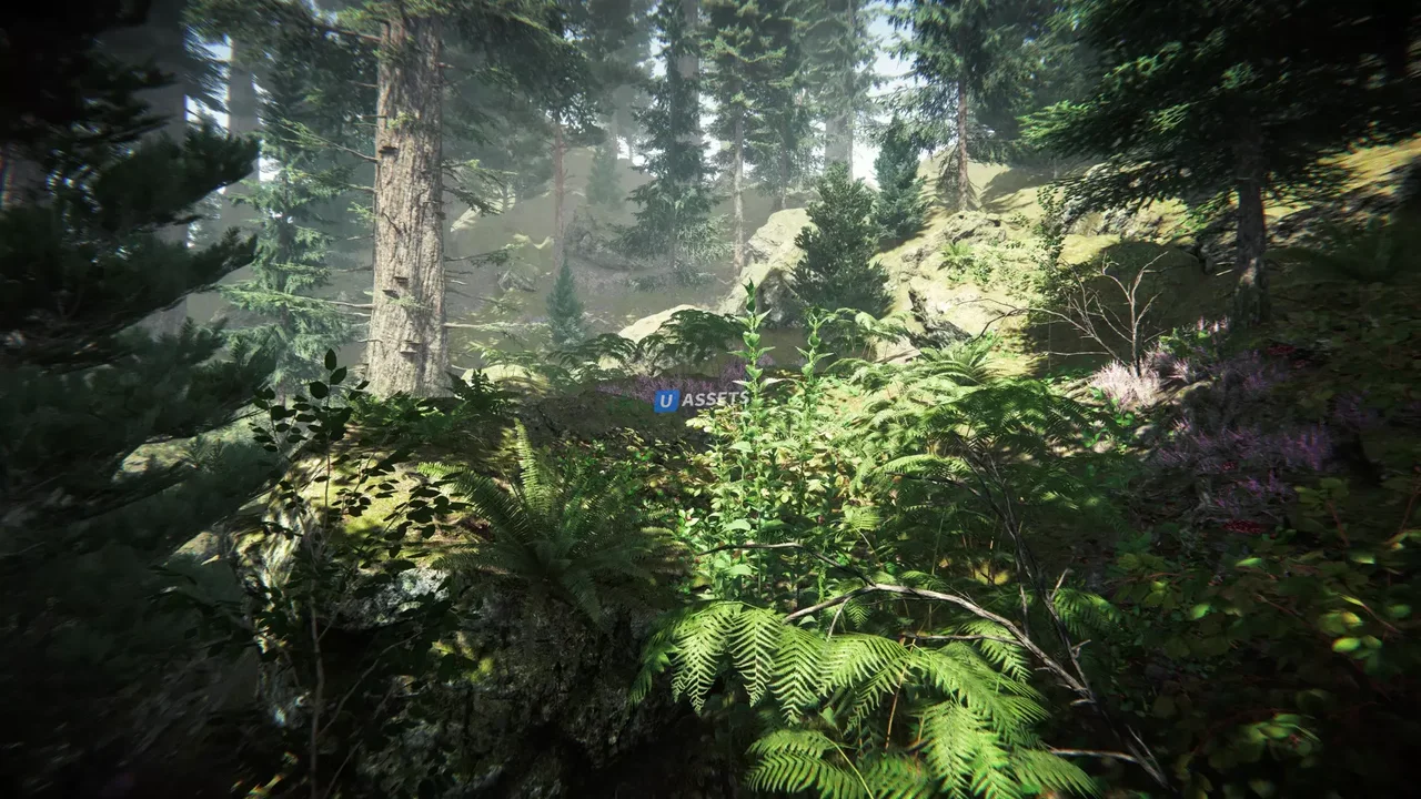 Coniferous Forest