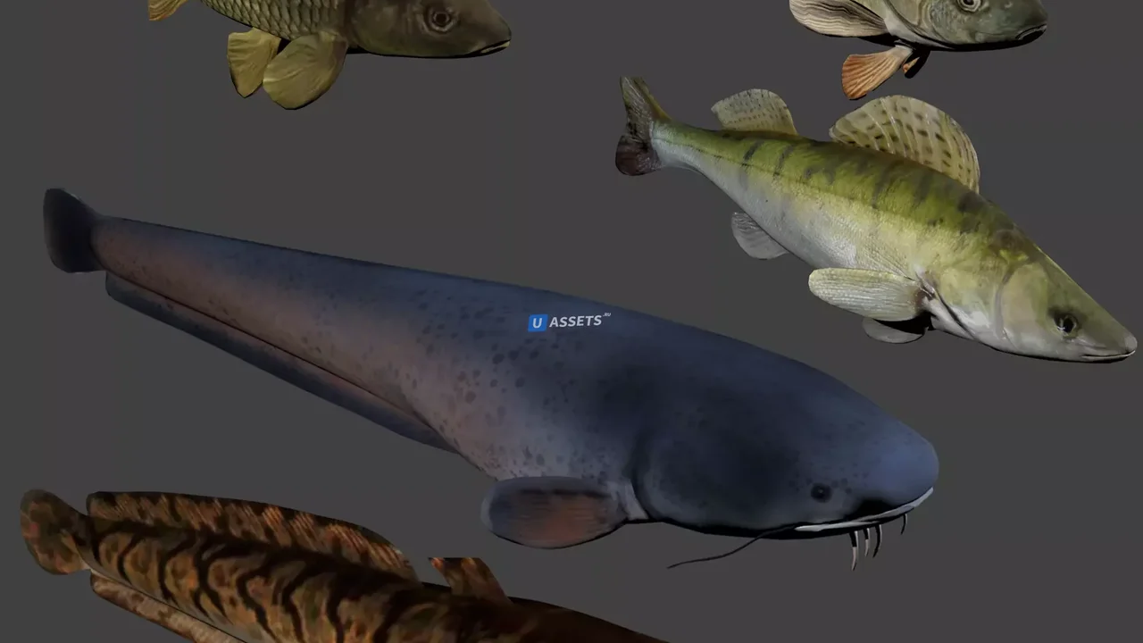Fish animation