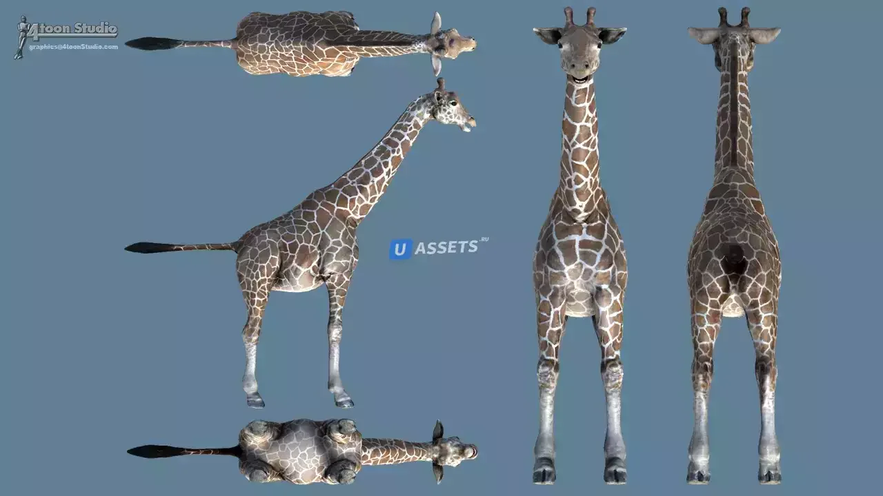 African Animal Pack 2