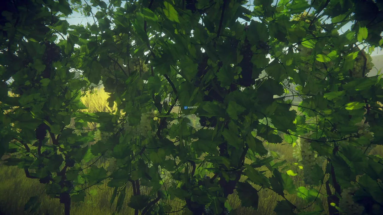 Trees Variety
