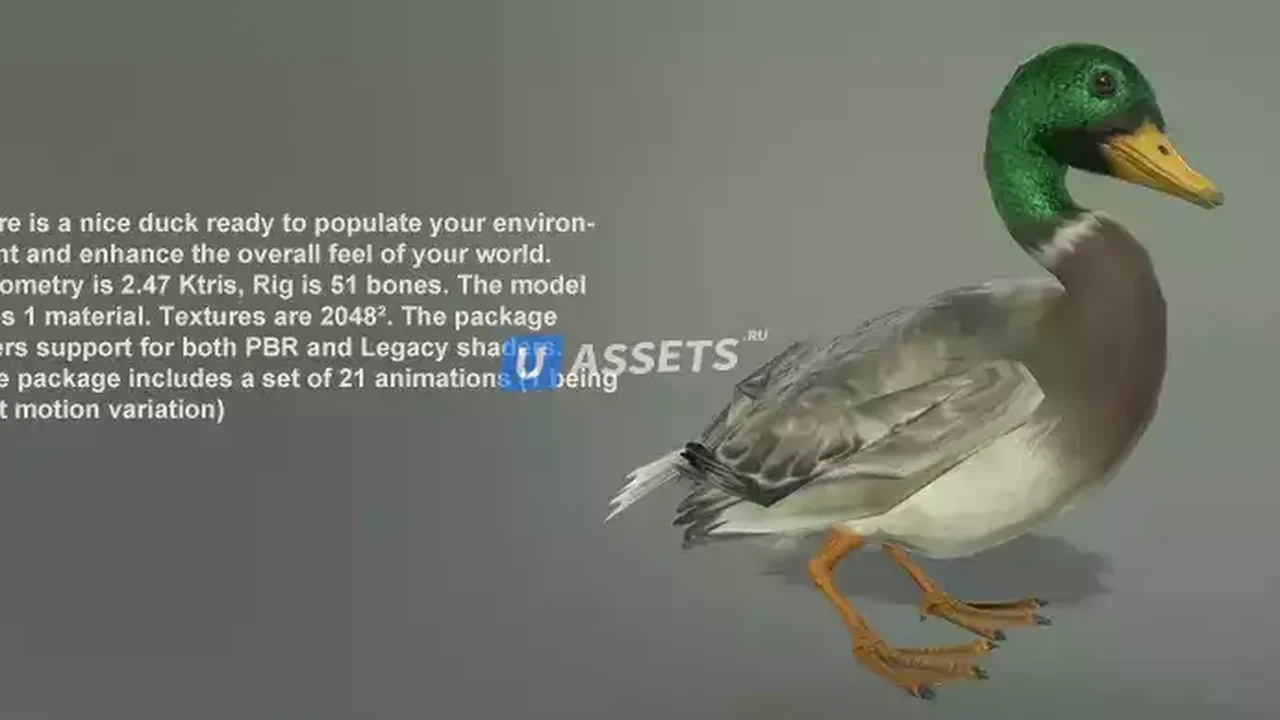 BIRDS PACK