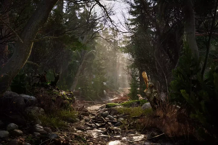 Real Landscapes - Valley Forest