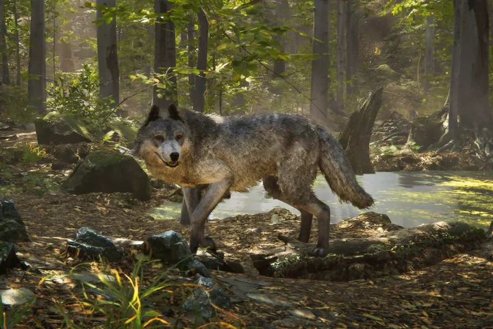 Realistic Wolf