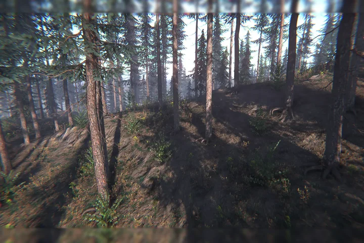 Spruce Trees Pack