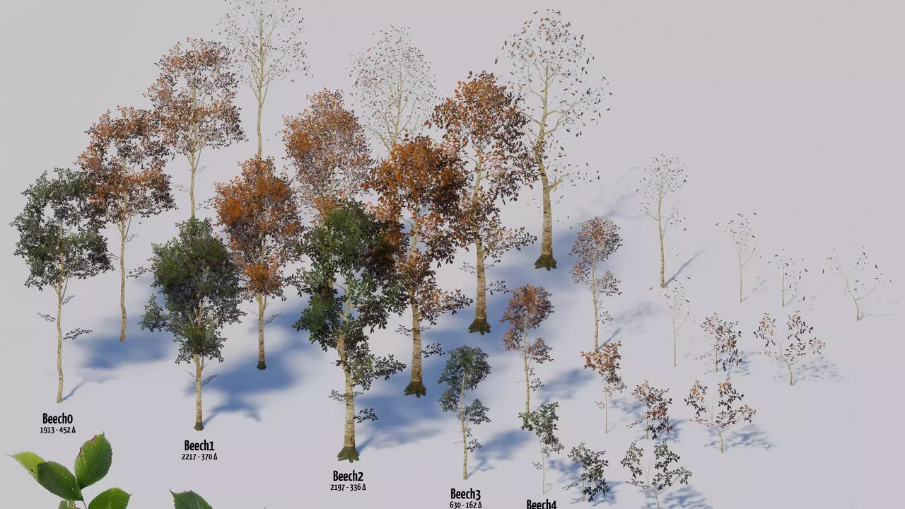 Seasonal Forest