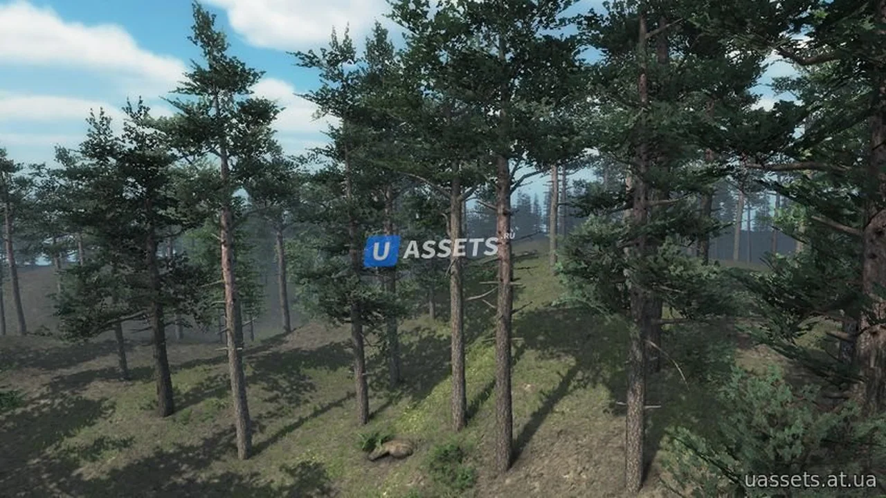 Scots Pine Trees Package