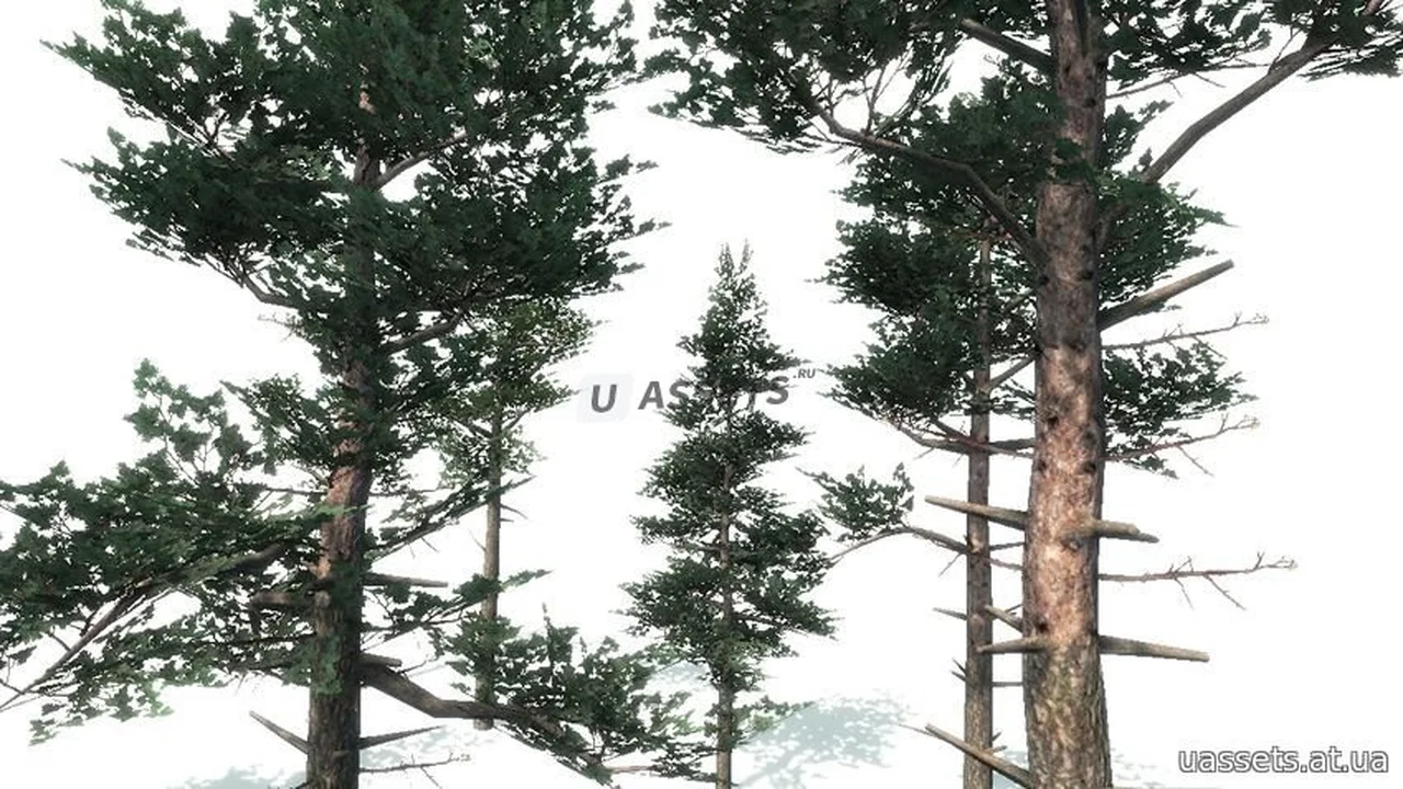 Scots Pine Trees Package